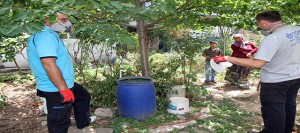Sudaki bir larva 32 milyar sivrisinek oluyor