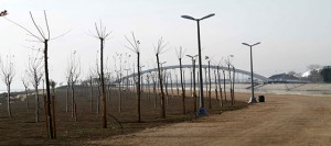 İzmit doğu sahili ağaçlandırılıyor