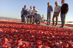 Milletvekili Sındır’dan Bakırçay çıkarması; “Üreticimiz dekarda 3 bin TL zarar ediyor, hükümet ise üç maymunu oynuyor”
